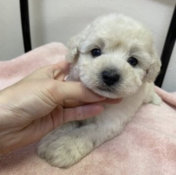 トイプードル(トイ)【広島県・男の子・2023年1月11日・ホワイト】の写真「がっちりと骨太で可愛い男の子❤️」