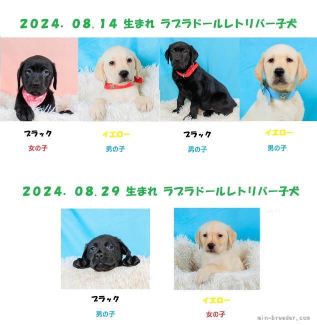 伏見一人ブリーダーのブログ：2024.08.14生まれ、2024.08.29生まれラブラドールレトリバーの子犬のご紹介です。