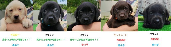 伏見一人ブリーダーのブログ：【最新販売状況】2024.05.22 生まれ ラブラドールレトリバーの子犬