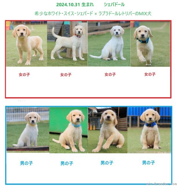 伏見一人ブリーダーのブログ：シェパドール(MIX犬)の販売を開始致しました！！