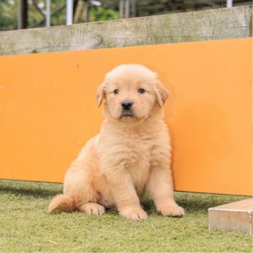 ゴールデンレトリバー【埼玉県・男の子・2024年9月27日・ゴールド】の写真「識別リボン：なし」