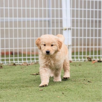 ゴールデンレトリバー【埼玉県・男の子・2024年10月28日・ゴールド】の写真「識別リボン；なし」