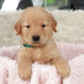 ゴールデンレトリバー