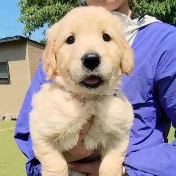 ゴールデン 人気 レトリバー 子犬 首輪