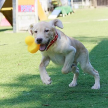 ラブラドールレトリバー【埼玉県・男の子・2024年5月22日・イエロー】の写真「識別首輪カラー：ピンク」