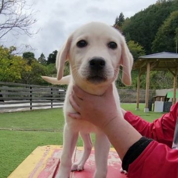 ラブラドールレトリバー【埼玉県・女の子・2023年8月4日・イエロー】の写真「識別リボン：レッド」