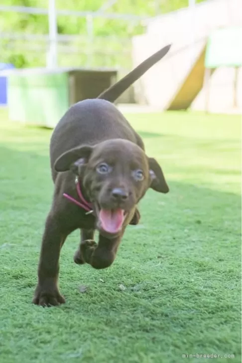 赤い首輪 犬 女 牝 コレクション 飼育