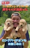 ゴールデンレトリバー【埼玉県・男の子・2023年7月20日・ゴールド】の写真5