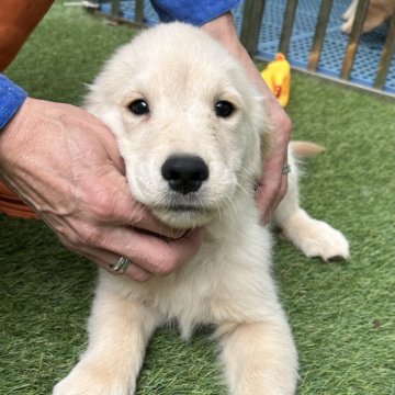 ゴールデンレトリバー【青森県・男の子・2024年8月1日・クリーム】の写真「パパはチャンピオン犬☆クオリティの高い子です。」