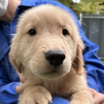 ゴールデンレトリバー【青森県・男の子・2024年8月1日・ゴールド】の写真「パパはチャンピオン犬☆クオリティの高い子です。」