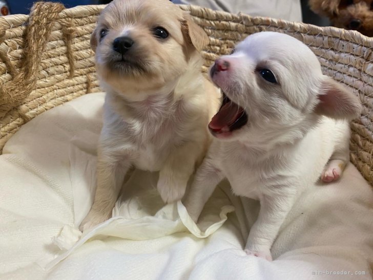 犬舎で産まれたチワワになります♫｜京井　美佑紀(きょうい　みゆき)ブリーダー(山口県・マルチーズなど・JKC登録)の紹介写真6