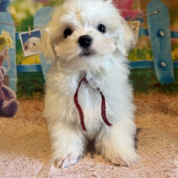 マルチーズ【山口県・男の子・2024年7月16日・ホワイト】の写真「ワクチン2回接種済みです🐶」