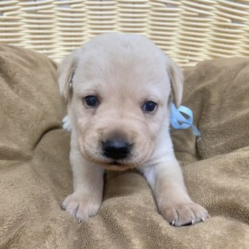 ラブラドールレトリバー【山口県・男の子・2023年9月18日・イエロー】の写真「マイペースな子です🐶」