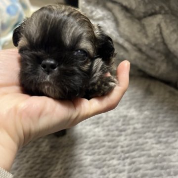 ペキニーズ【神奈川県・男の子・2024年10月22日・フォーン】の写真「マイペースです😊」