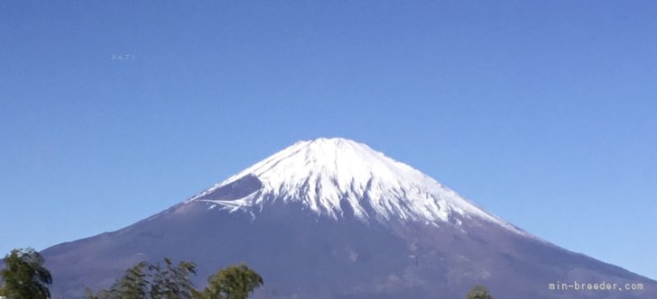 丸山　薫(まるやま　かおる)ブリーダー(静岡県・柴犬など・JKC/日本社会福祉協会　KC登録)の紹介写真4