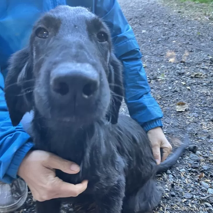 T.K 様のお迎えした子犬