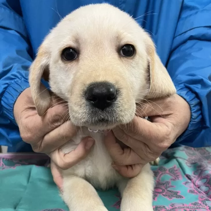 ポムポム 様のお迎えした子犬