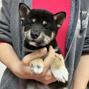 豆柴【静岡県・男の子・2024年9月20日・黒】の写真「ちょっと恥ずかしがり屋シャイボーイ」