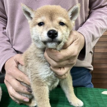 豆柴【静岡県・男の子・2024年10月4日・赤】の写真「成長が楽しみな凛々しいイケメン」