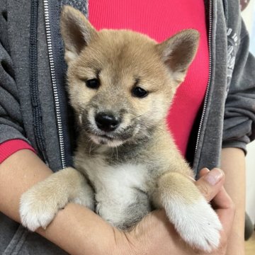 豆柴【静岡県・男の子・2024年9月20日・赤】の写真「とにかくアクティブ！常に尻尾ぶんぶんハッピーボーイ」