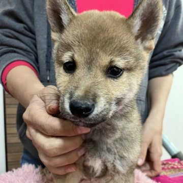 豆柴【静岡県・男の子・2024年9月20日・赤】の写真「困った顔が可愛い♡甘えん坊ボーイ」