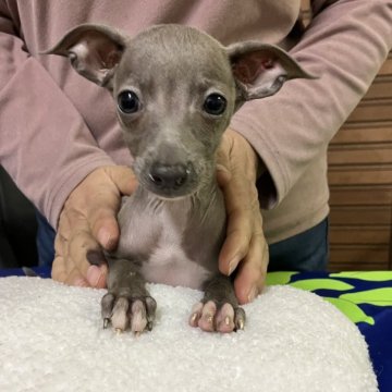 イタリアングレーハウンド【静岡県・男の子・2024年9月13日・ブルーアンドホワイト】の写真「2兄弟　小さい弟はアクティブで元気いっぱい！」