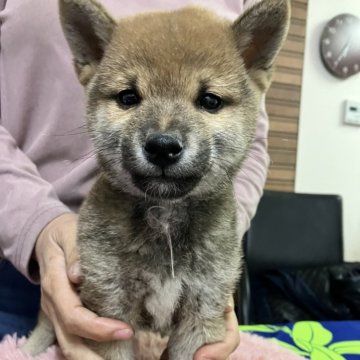 豆柴【静岡県・男の子・2024年10月2日・赤】の写真「とっても大人しい控えめシャイボーイ」