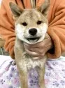 豆柴【静岡県・女の子・2024年10月5日・赤】の写真7