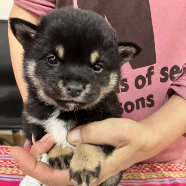 T.O 様のお迎えした子犬