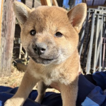 柴犬(豆柴)【静岡県・女の子・2023年10月15日・赤】の写真「小さめな2姉弟、甘えん坊な女の子。」