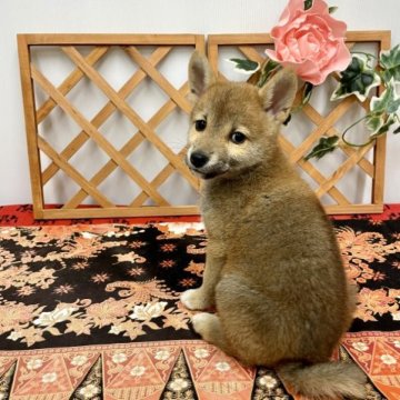 柴犬(豆柴)【静岡県・女の子・2023年4月7日・赤】の写真「5頭兄妹一番小さいサイズの女の子、只体高15センチ」