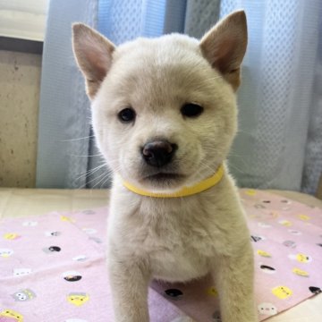 柴犬(標準サイズ)【静岡県・女の子・2023年12月19日・白】の写真「4兄妹のおすまし担当黄色リボンちゃん」