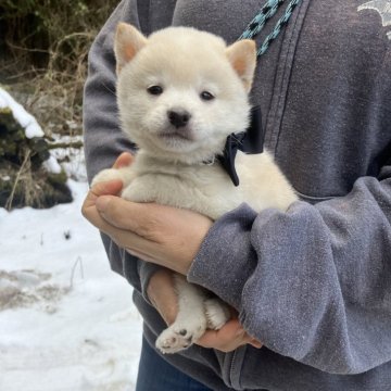 柴犬(豆柴)【静岡県・男の子・2023年12月29日・白】の写真「大事に育った一人息子優しいお顔の黒リボン君」