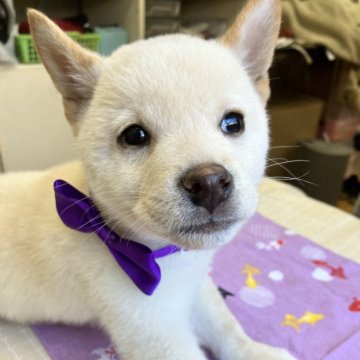 柴犬(豆柴)【静岡県・男の子・2023年12月19日・白】の写真「4兄妹の元気一杯！紫リボン君」