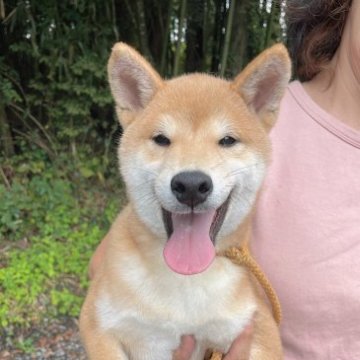 柴犬(豆柴)【静岡県・男の子・2023年5月10日・赤】の写真「和風な顔立ちのハンサム君です。」