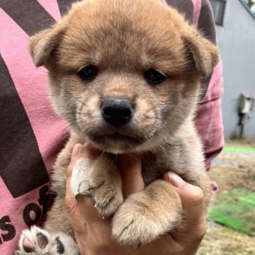 豆柴【静岡県・男の子・2024年9月1日・赤】の写真「プクプクもちもちなベイビーボーイ弟」