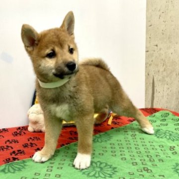 柴犬(豆柴)【静岡県・男の子・2023年4月7日・赤】の写真「白いソックスが特徴的、たぬき顔の僕です。」