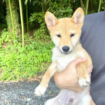 柴犬(豆柴)【静岡県・男の子・2023年4月7日・赤】の写真「女の子みたいに優しい顔の男の子です。」