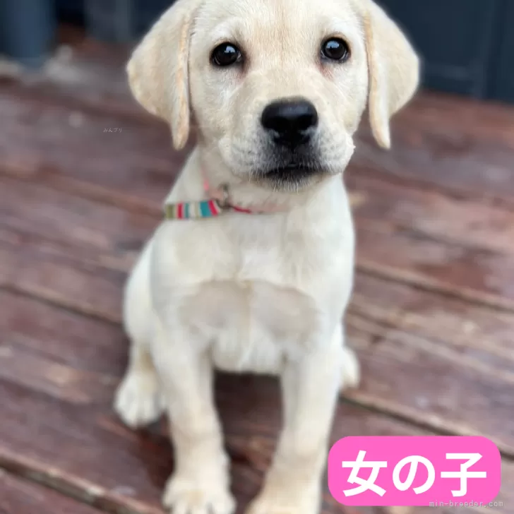 ピンクちゃんの家族 様のお迎えした子犬