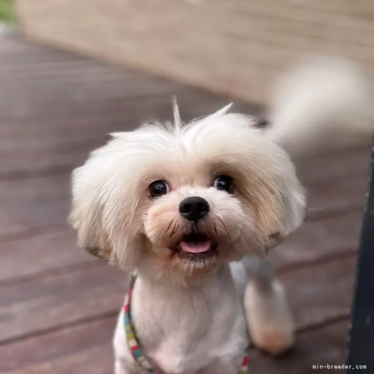 はっち 様のお迎えした子犬