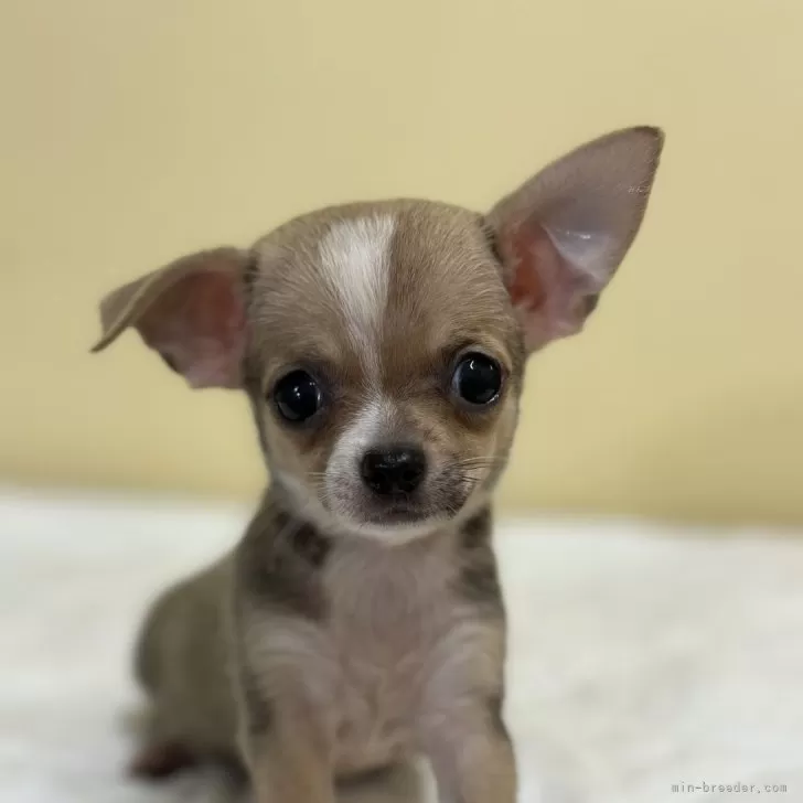 まなみん 様のお迎えした子犬