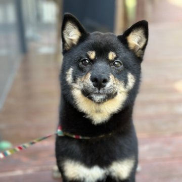 柴犬(豆柴)【山口県・女の子・2023年10月26日・黒】の写真「目ぱっちり⭐︎べっぴんさんです」