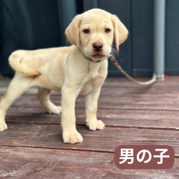 ラブラドールレトリバー【山口県・男の子・2024年8月20日・イエロー】の写真「真似をして鳴きます！」