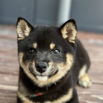 柴犬(豆柴)【山口県・女の子・2024年1月3日・黒】の写真「目ぱっちり⭐︎べっぴんさんです」