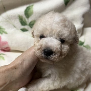 トイプードル(タイニー)【宮崎県・男の子・2023年1月8日・ホワイト】の写真「物怖じしない　明るい性格の男の子」