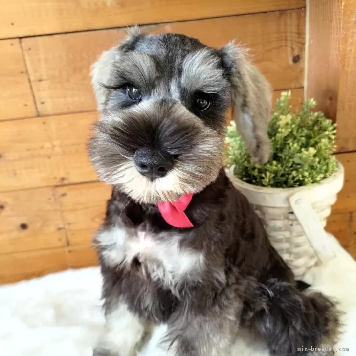 AY 様のお迎えした子犬