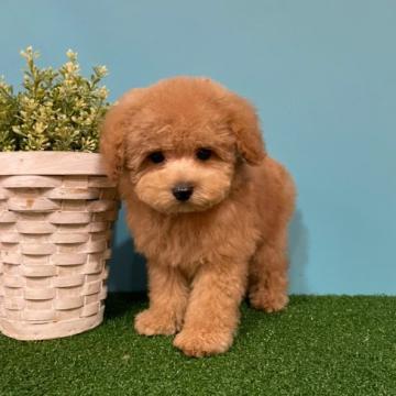 トイプードル(タイニー)【茨城県・男の子・2022年6月14日・レッド】の写真「バランスの良いカワイイお顔です。
癒やされます！」