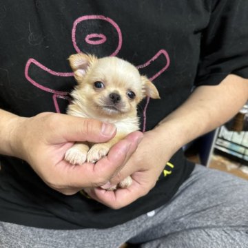 チワワ(ロング)【福岡県・女の子・2024年10月12日・クリームホワイト】の写真「ワンランク上の可愛い女の子です！将来有望ですよ！」