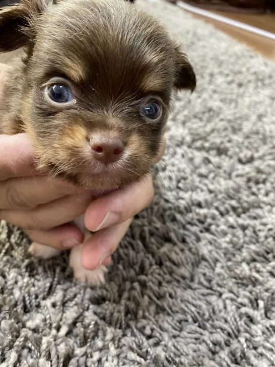 カークンママ 様のお迎えした子犬