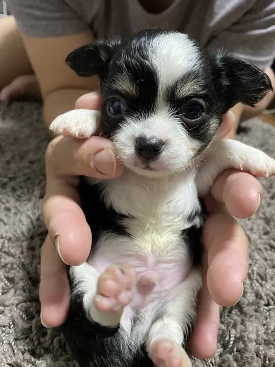 チェリー 様のお迎えした子犬